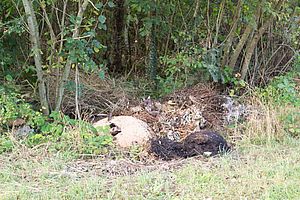 Pourquoi il ne faut pas se débarrasser de ses déchets verts en forêt ?